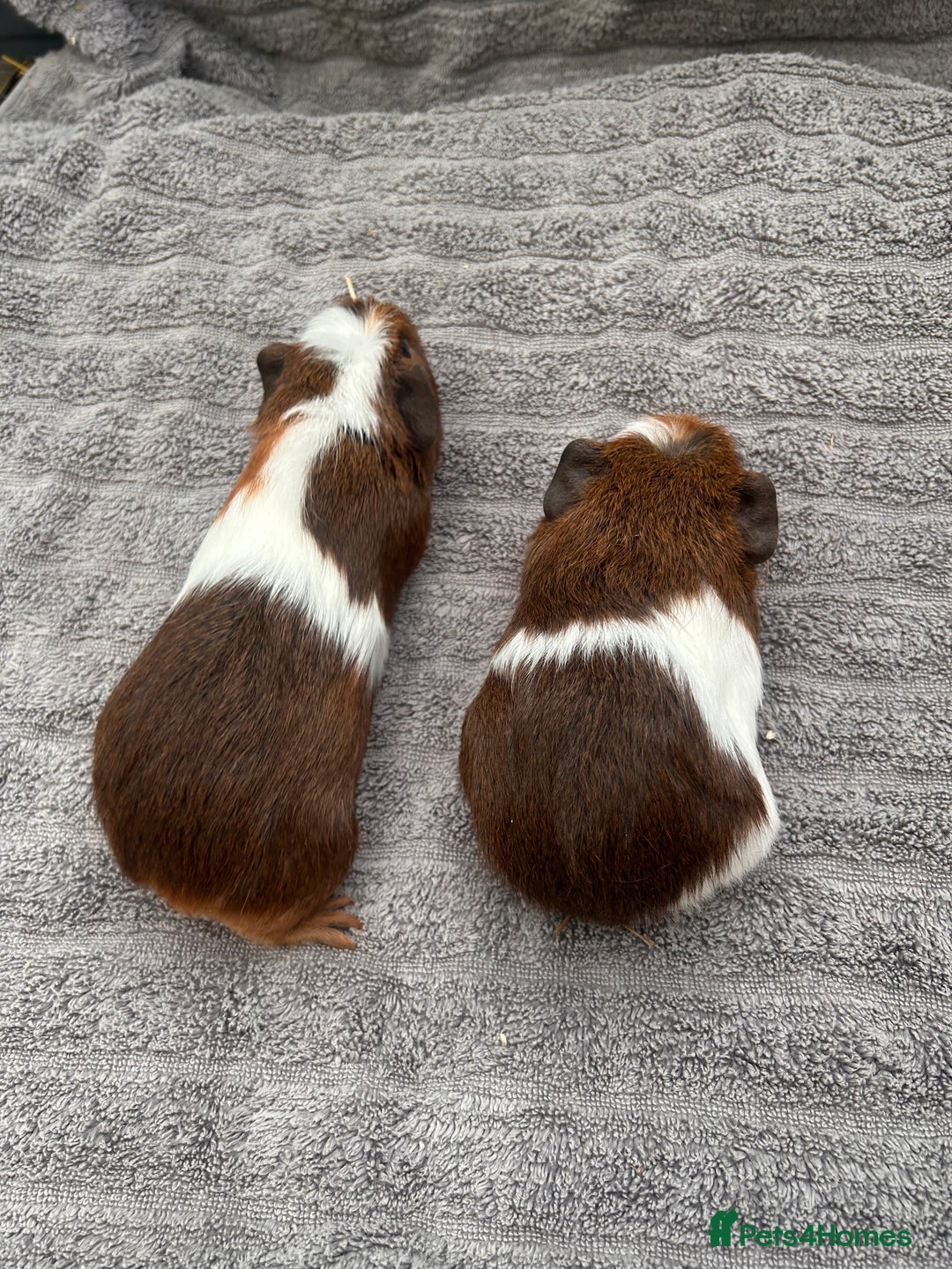 Guinea Pig rodents for sale: Lovely Boys  - Advert 2