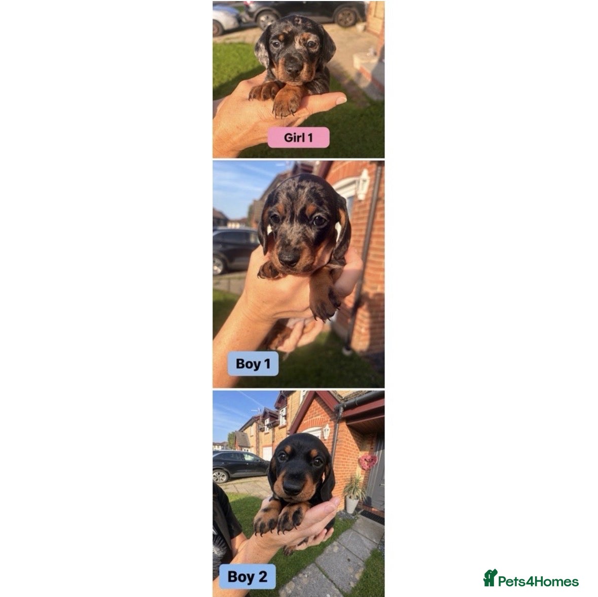 Miniature Dachshund dogs 3 Remaining - beautiful miniature dachshund pups - Advert 16