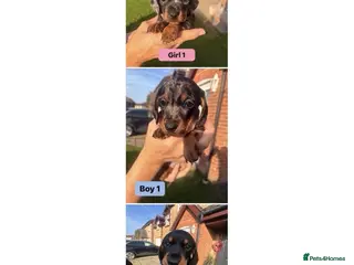 Miniature Dachshund dogs 3 Remaining - beautiful miniature dachshund pups - Advert 16