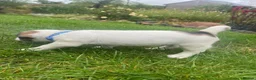 Jack Russell dogs for sale: 1 beautiful boy Jack Russell left  - Advert 14
