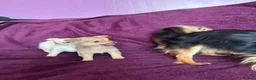 Chihuahua dogs for sale: Outstanding tiny tiny chichahua  - Advert 7