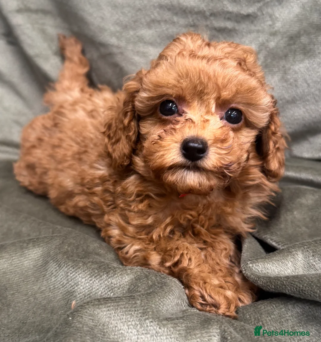 Mixed Breed dogs for sale: Toy x miniature poodles in Robertsbridge - Advert 1