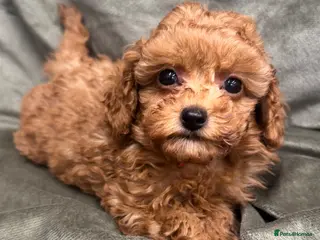 Mixed Breed dogs Toy x miniature poodles - Advert 1