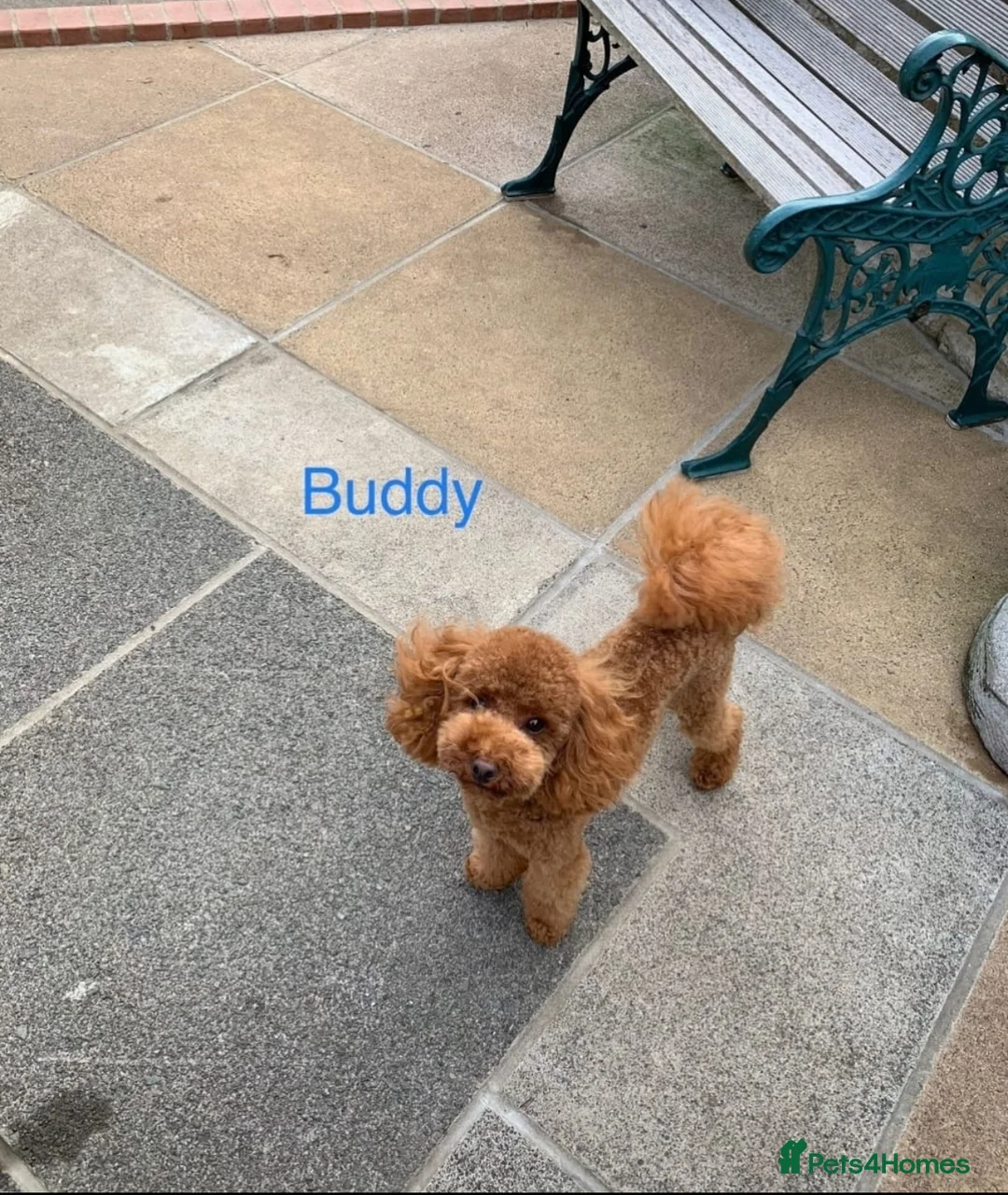 Maltipoo dogs for sale: 🧸Maltipoo F1 baby’s🤎 in Barking - Advert 2