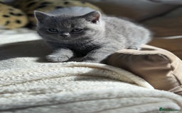 British Shorthair cats for sale: 2 male British shorthair  - Image 6