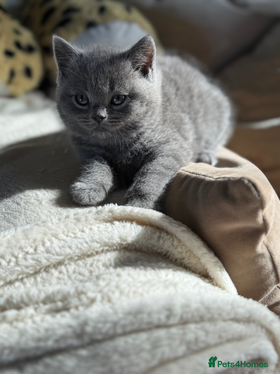 British Shorthair cats for sale: 2 male British shorthair  - Image 6