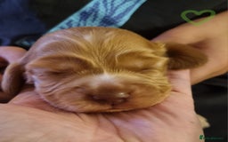 Cocker Spaniel dogs for sale: Charming English Show Cocker Spaniel Puppies  - Advert 30