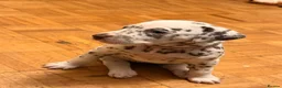 Dalmatian dogs for sale: 6 Dalmatian Puppies for Sale  in Heathfield - Advert 22