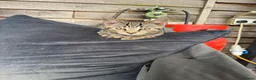 Bengal cats for sale: Bengal kittens  - Advert 3
