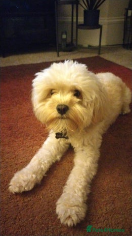 Cockapoo dogs - Advert 1