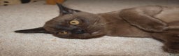 Burmese cats for sale: Gorgeous Pedigree Burmese Kittens - Advert 7