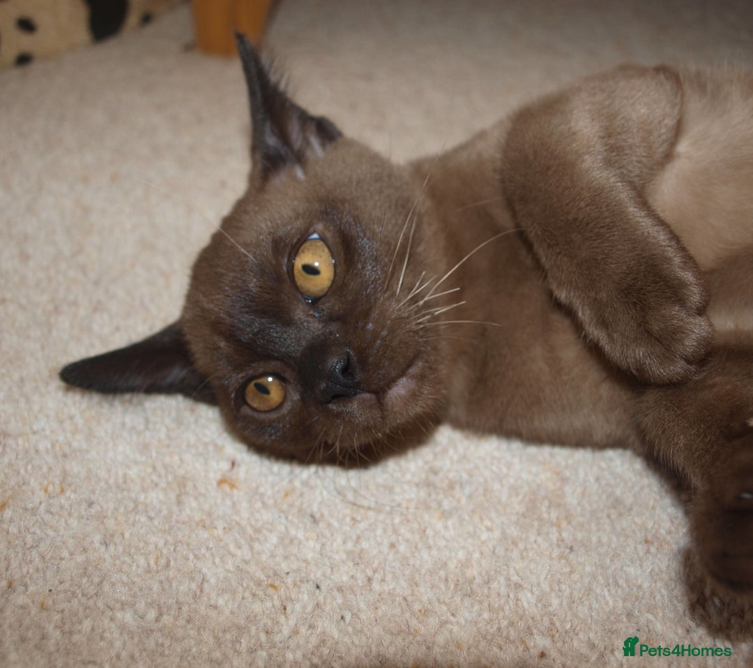 Burmese cats for sale: Gorgeous Pedigree Burmese Kittens - Advert 7