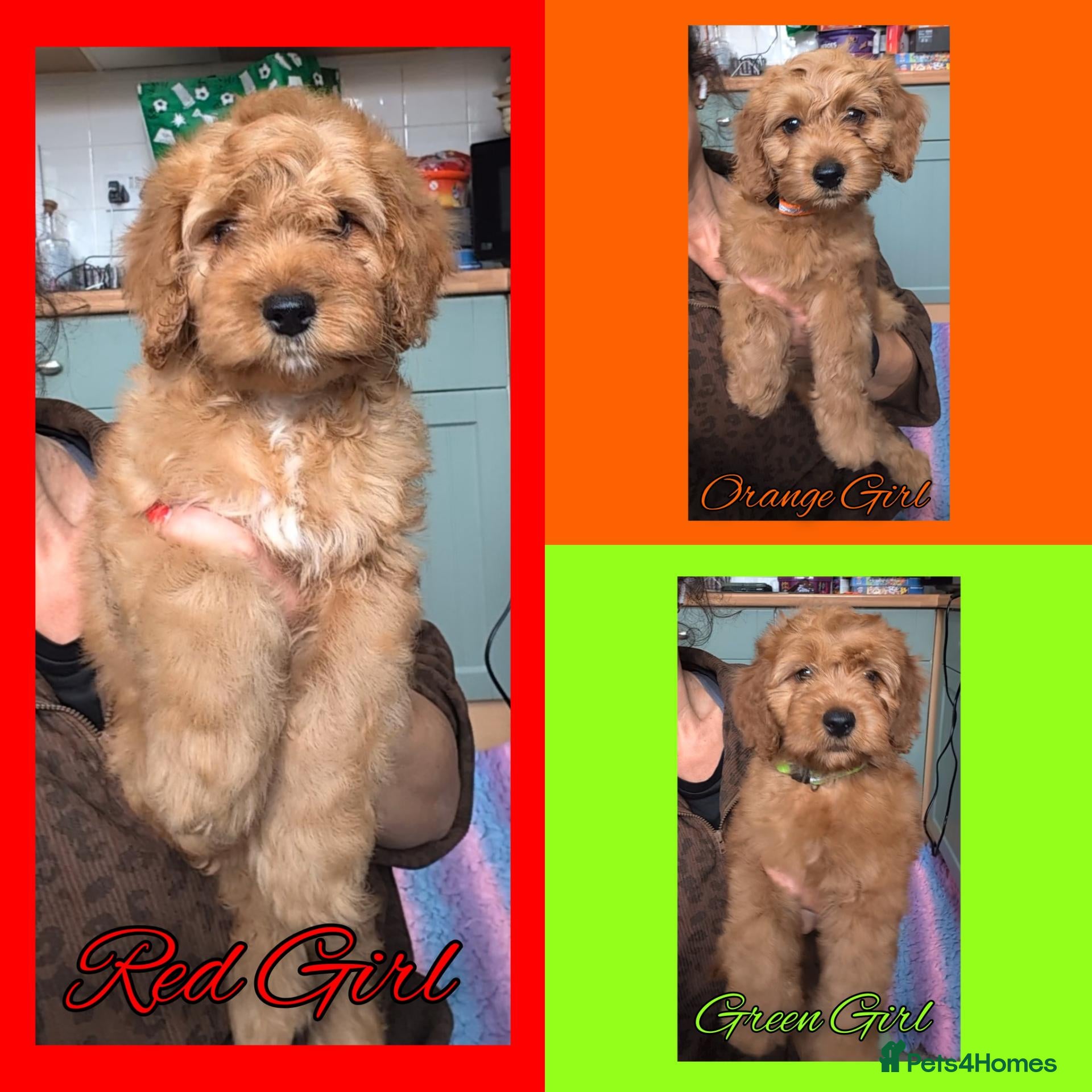 Cockapoo dogs READY NOW 3 x Red Cockapoo Girls For Sale - Advert 1