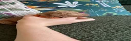 Cockapoo dogs for sale: Stunning F1B Cockapoos  in Stockport - Advert 3