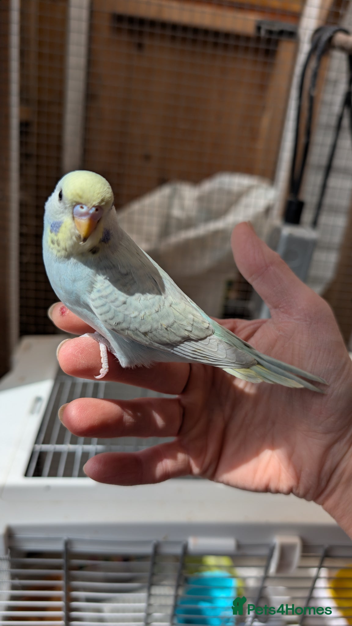 Budgerigars birds Hand tamed baby budgies for sale - Advert 3