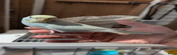 Budgerigars birds for sale: Hand tamed baby budgies for sale - Advert 1