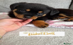 Rottweiler dogs for sale: Stunning chunky Rottweiler puppies - Image 11