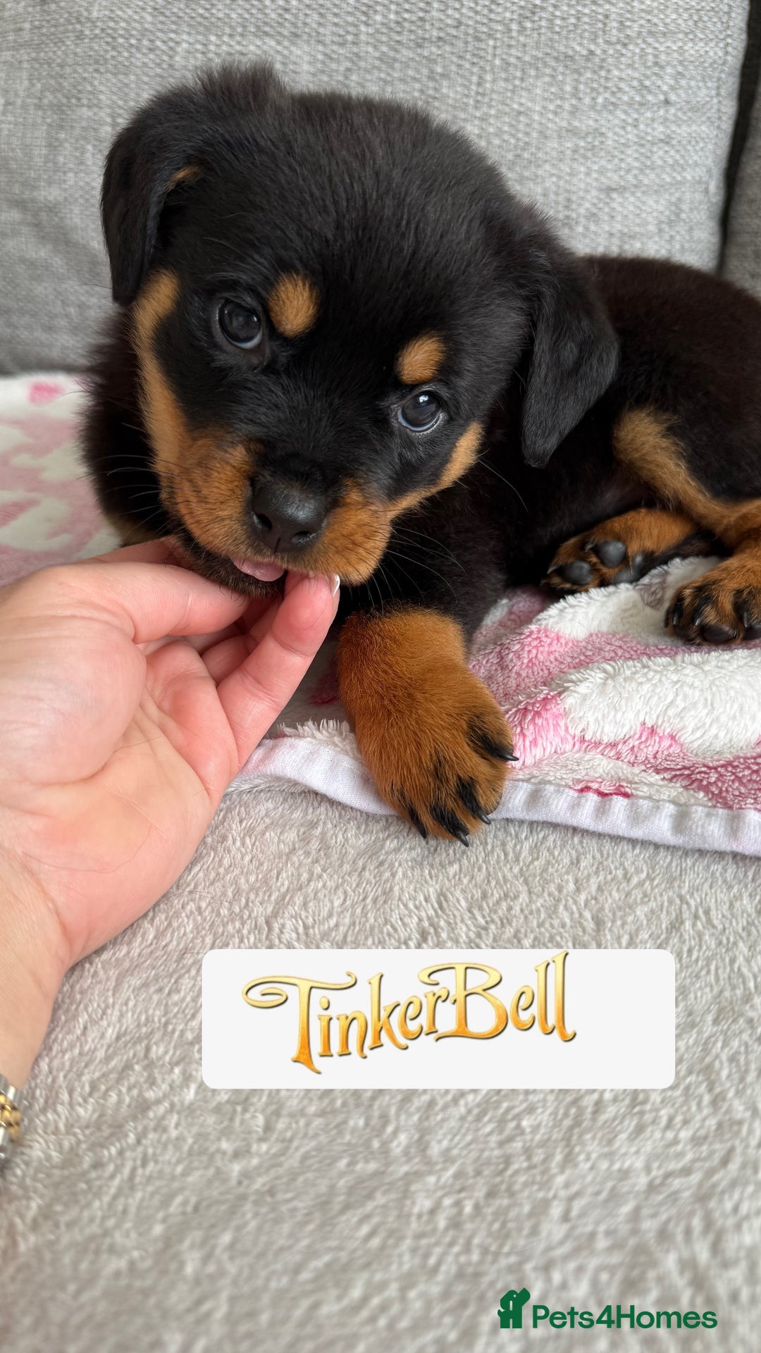 Rottweiler dogs for sale: Stunning chunky Rottweiler puppies - Image 11