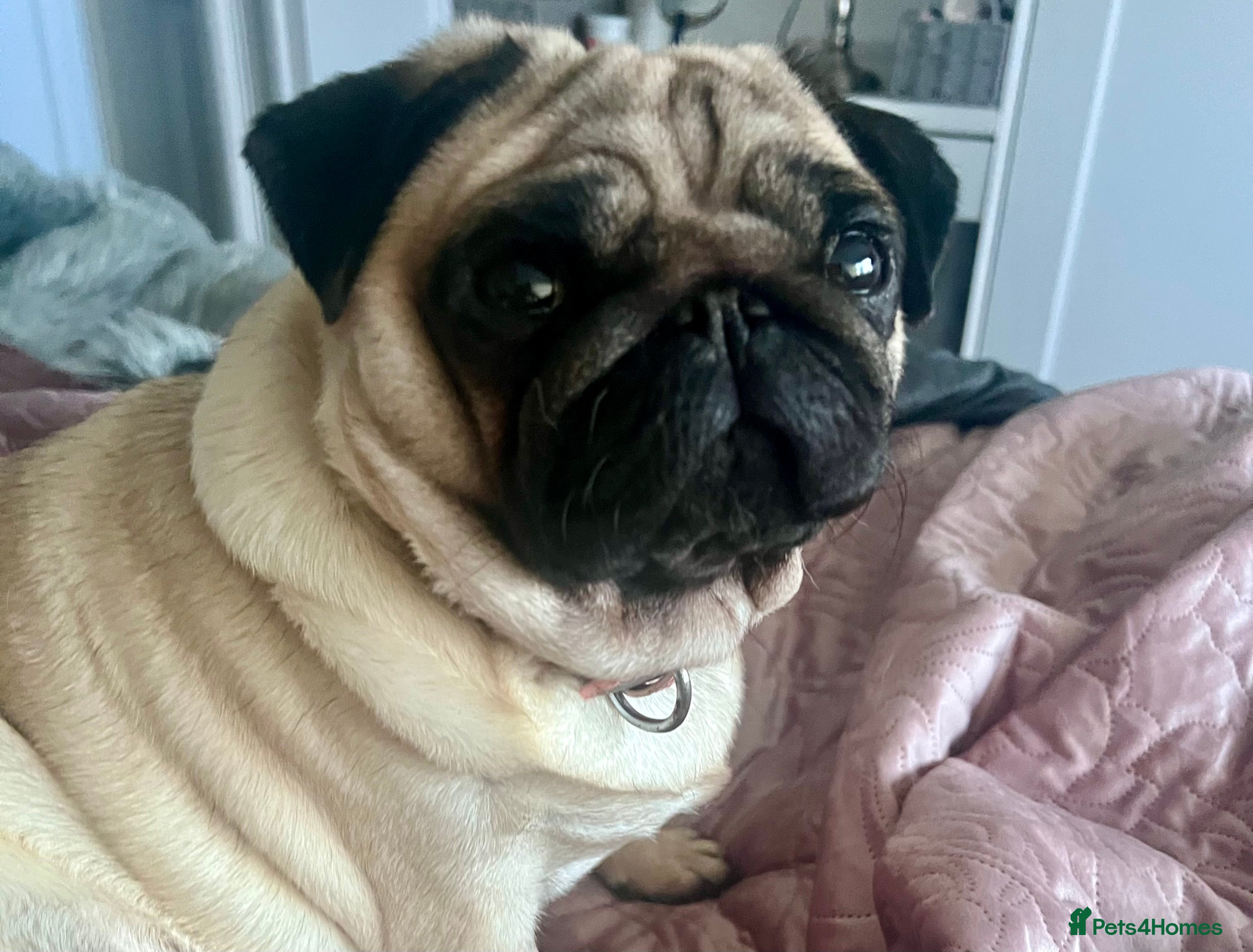 Pug dogs 20 Mth Show Quality KC Reg Bitch, very loving. - Advert 1