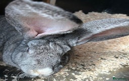 Continental Giant rabbits for sale: WE HAVE THE WORLDS BIGGEST BUNNIES  - Image 4