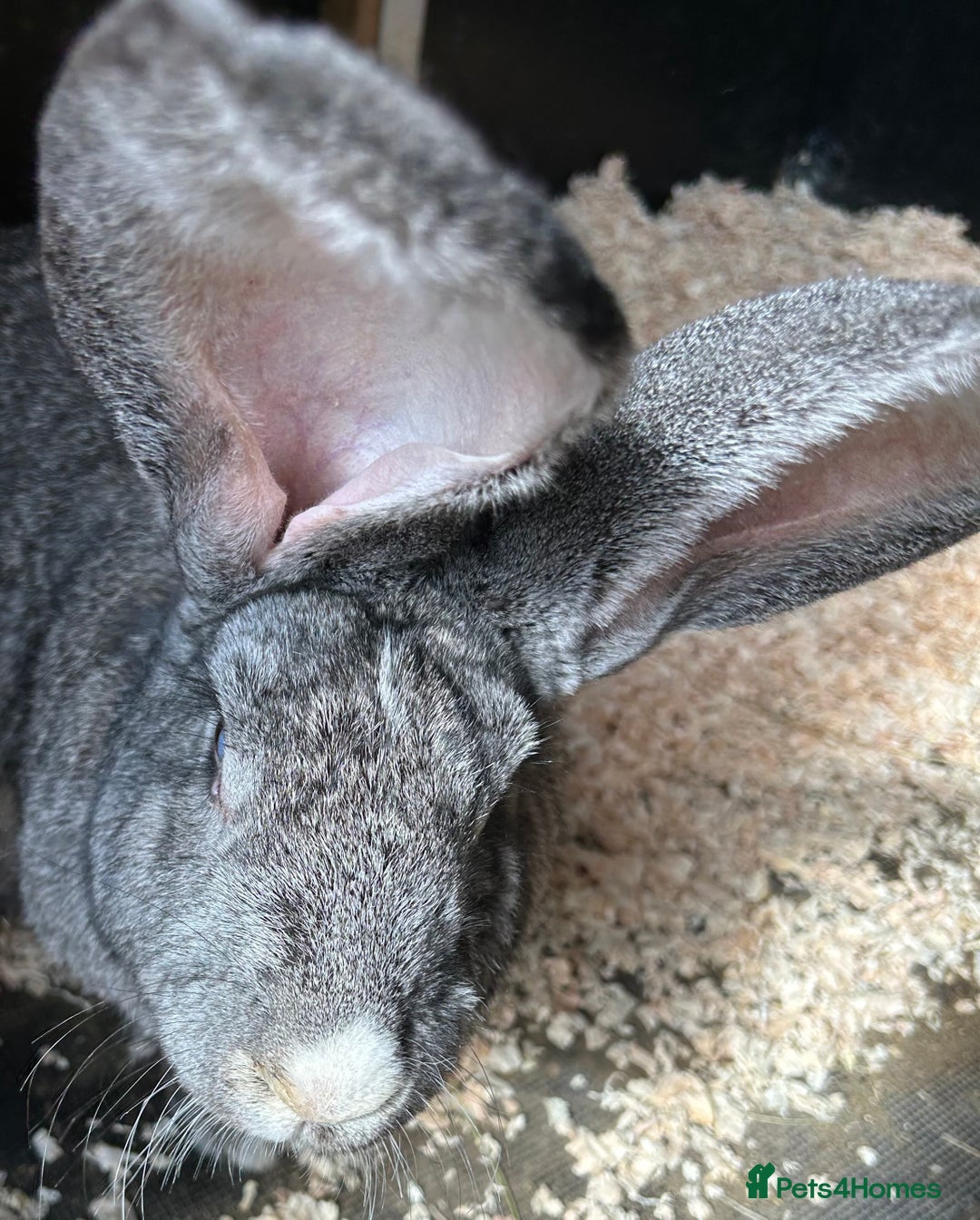 Continental Giant rabbits for sale: WE HAVE THE WORLDS BIGGEST BUNNIES  - Image 4