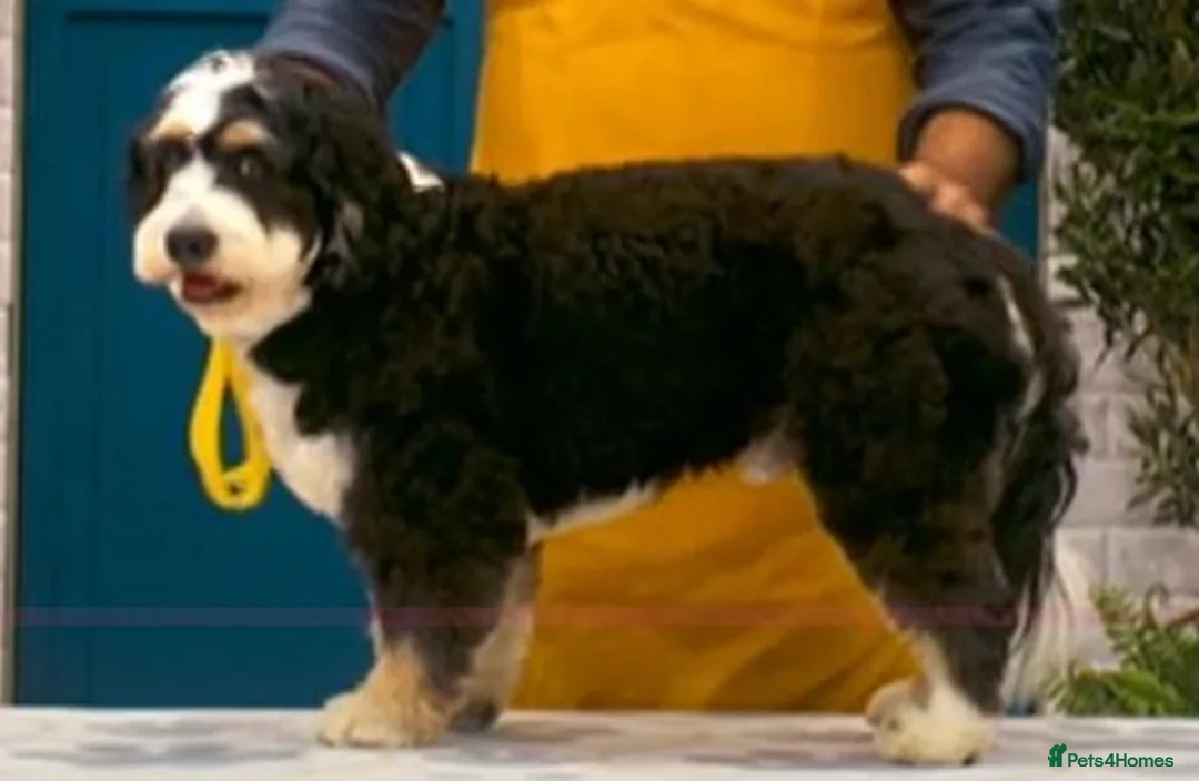 Mixed Breed dogs for stud: PROVEN Pure F1 Miniature Bernedoodle -Stud Offered in Saffron Walden - Advert 5