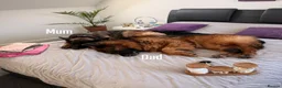 German Shepherd dogs for sale: 2 long-haired German Shepherd puppies for sale in Haverhill - Advert 10