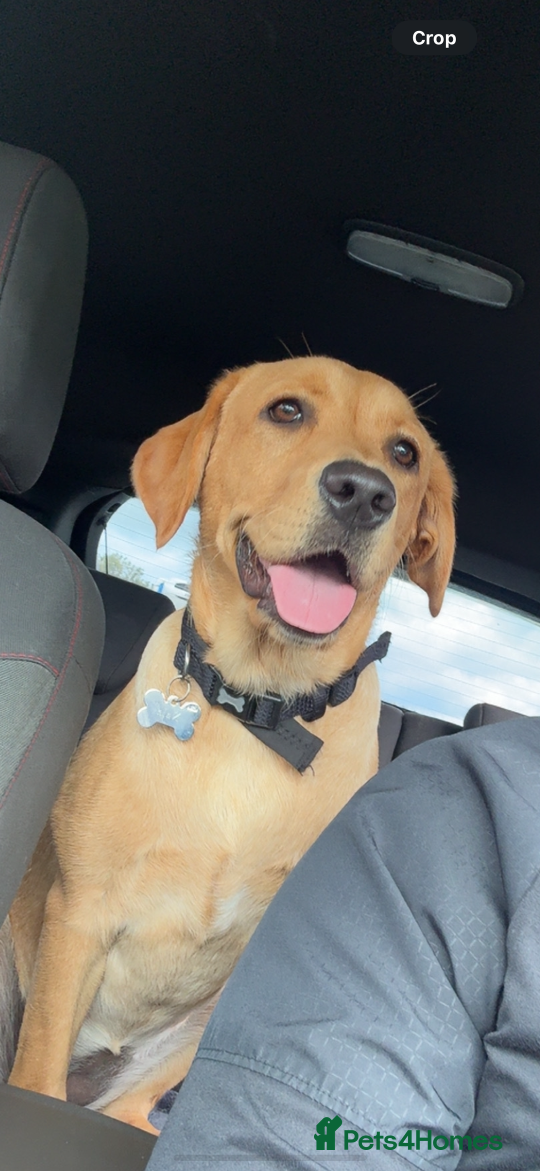 Labrador Retriever dogs for sale: 1 year old bitch Labrador  - Advert 1