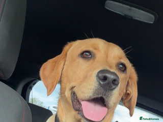 Labrador Retriever dogs 1 year old bitch Labrador - Advert 2