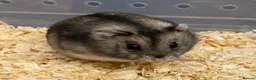 Hamster rodents for sale: Baby Winter White Russians from our show stock  - Advert 14