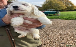 Cockapoo dogs for sale: Cockapoo pups for sale  - Image 3