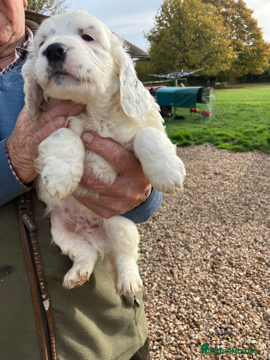 Cockapoo dogs for sale: Cockapoo pups for sale  - Image 3