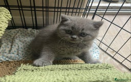 British Shorthair cats for sale: Pure british  shorthair  kittens  - Image 20