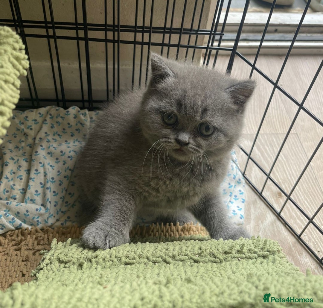 British Shorthair cats for sale: Pure british  shorthair  kittens  - Image 20
