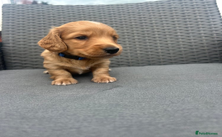 Miniature Dachshund dogs - Advert 11