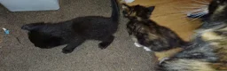 Bengal cats for sale: Belgium mix - Advert 2