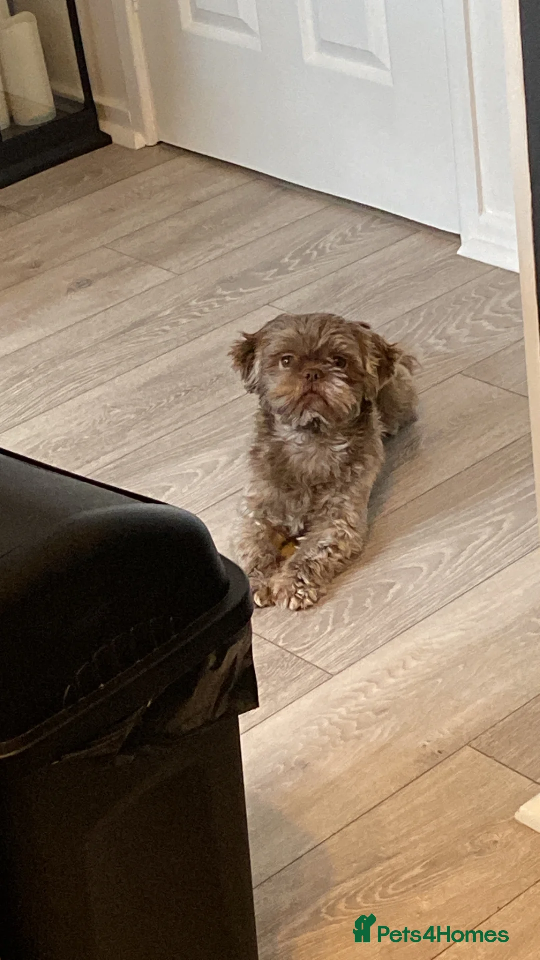 Shih Tzu dogs for stud: Patrick  - Advert 2