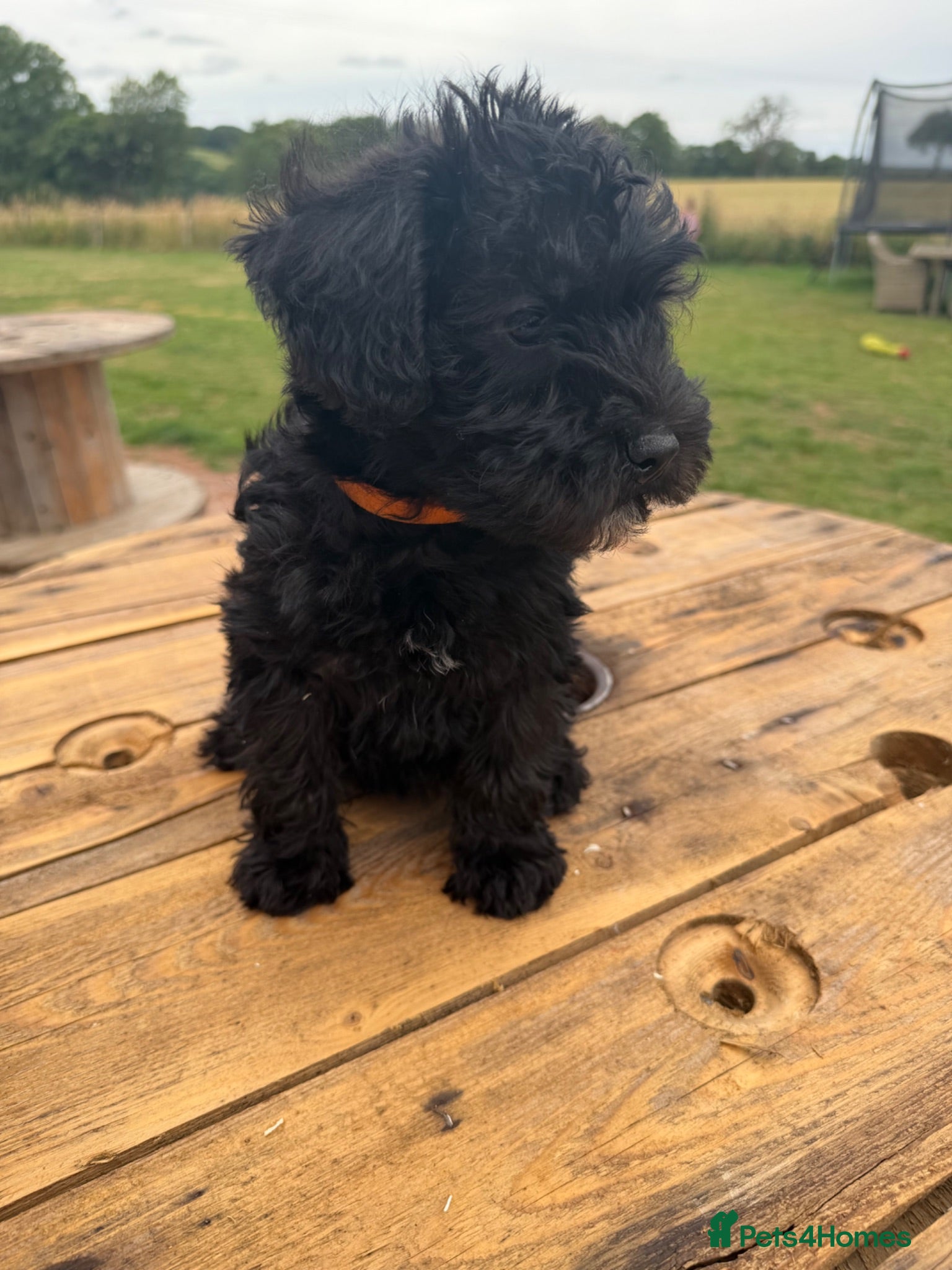 Schnoodle dogs Schnoodles READY NOW - Advert 2