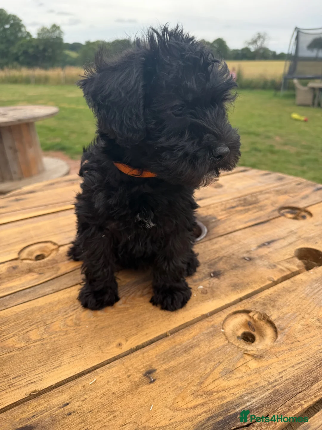 Schnoodle dogs for sale: Schnoodles READY NOW - Advert 2