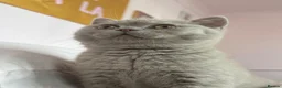 British Shorthair cats for sale: Lilac British shorthair gccf registered kittens  - Advert 7