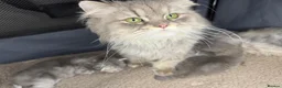 Persian cats for sale: Adorable pure Persian babies ready now  - Advert 2