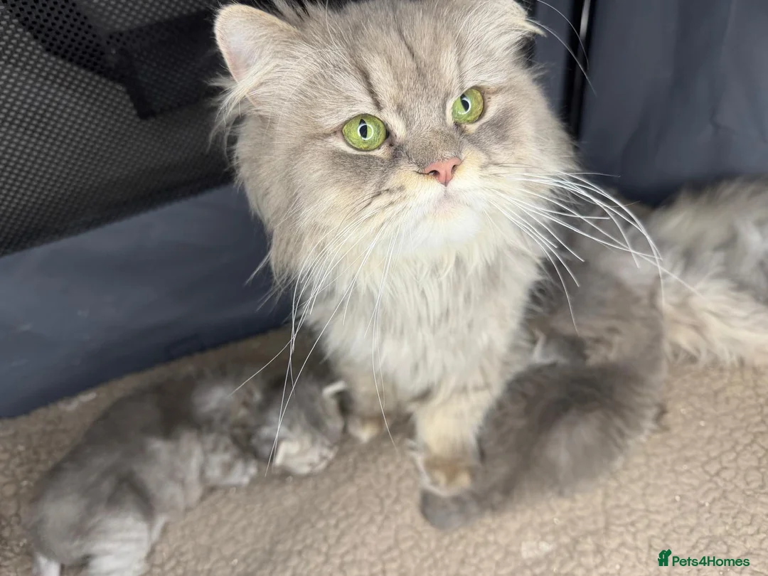 Persian cats for sale: Adorable pure Persian babies ready now  - Advert 2