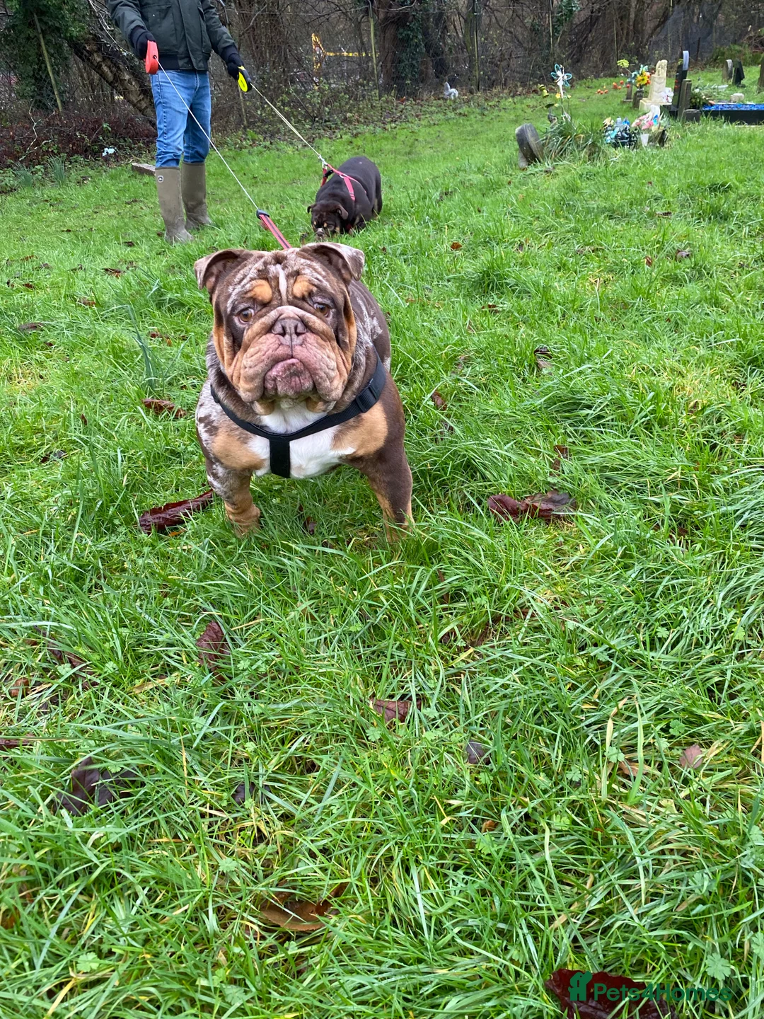 English Bulldog dogs for stud: 💙🍫FRANK🍫💙 in Southampton - Advert 18