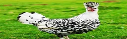 Chickens poultry for sale: Silver appenzeller Trio  - Advert 3