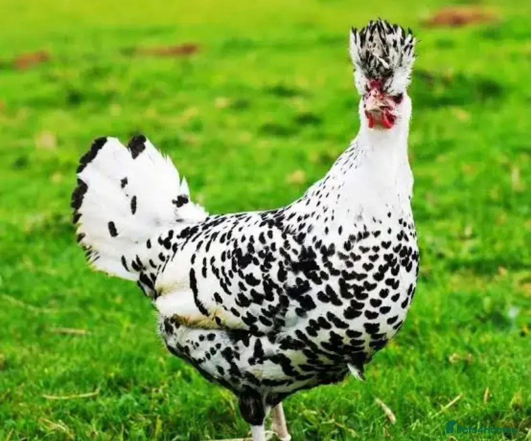 Chickens poultry for sale: Silver appenzeller Trio  - Advert 3