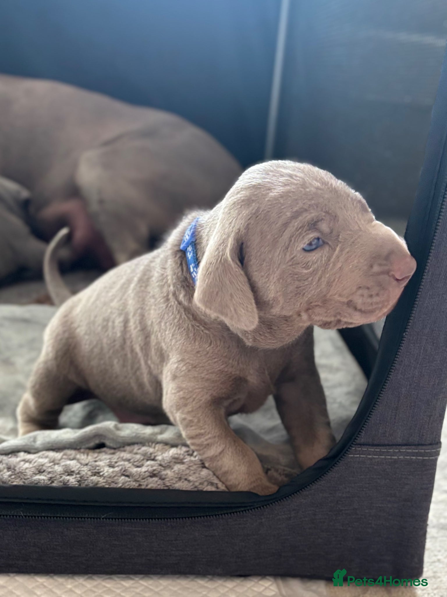 Mixed Breed dogs WEIM X DOBERMAN CHAMPION BLOODLINE PUPS - Advert 12
