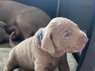 Mixed Breed dogs WEIM X DOBERMAN CHAMPION BLOODLINE PUPS - Advert 12