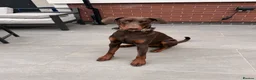 Dobermann dogs for sale:  Beautiful Doberman boy - Kc registered  - Advert 5