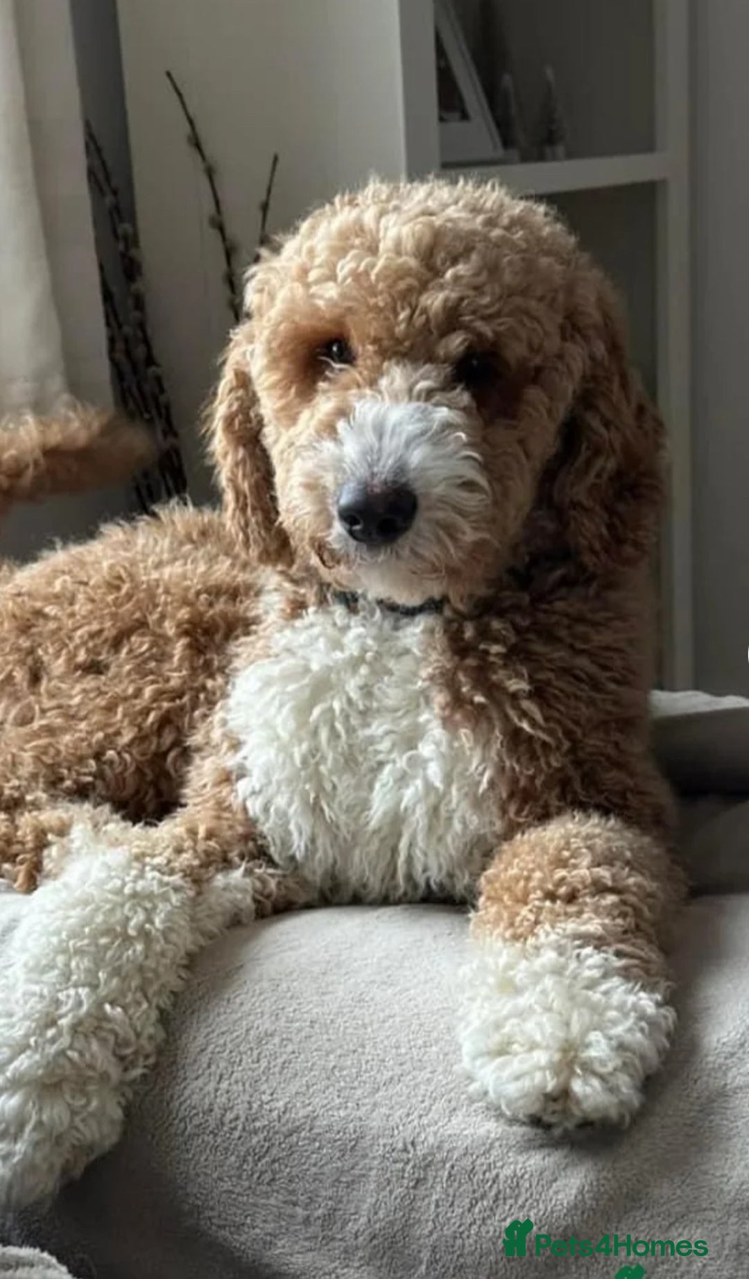 Labradoodle dogs for sale: 5* Fully Vaccinated Australian Labradoodle x Lab - Advert 17