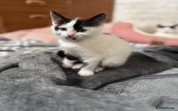 Domestic Shorthair cats for sale: Adorable Kittens Looking for a Loving Home, 🏡 - Image 22